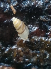 Carychium tridentatum