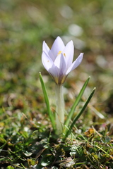 Crocus carpetanus