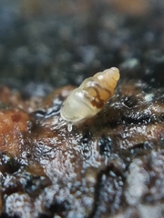 Carychium tridentatum
