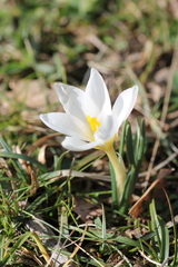 Crocus carpetanus