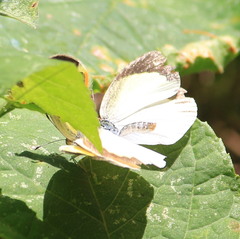 Eurema daira