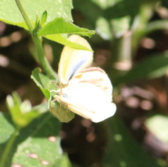 Eurema daira