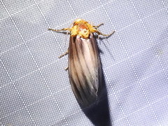 Eulithosia plesioglauca