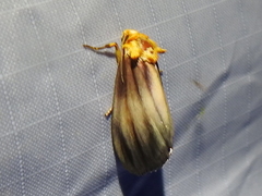 Eulithosia plesioglauca