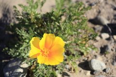 Eschscholzia californica