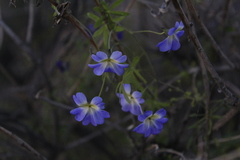 Tropaeolum azureum