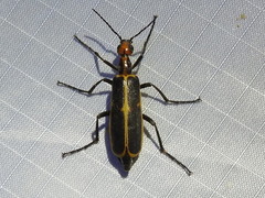 Pyrota obliquefascia