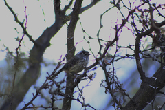 Anairetes parulus parulus