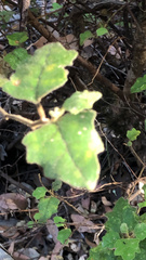 Mallotus paniculatus