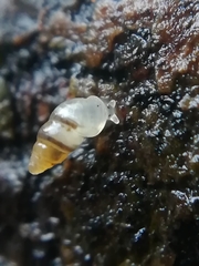 Carychium tridentatum