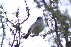 Anairetes parulus parulus