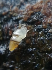 Carychium tridentatum