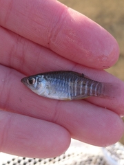 Fundulus xenicus