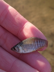 Fundulus xenicus