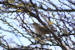 Troglodytes aedon chilensis