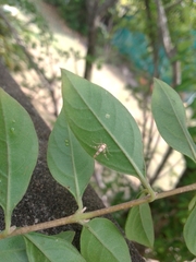 Stathmopoda triselena