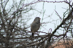 Rhopospina fruticeti