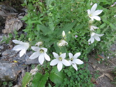 Campanula lactiflora