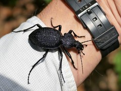 Carabus gigas