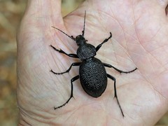 Carabus gigas