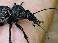 Carabus gigas