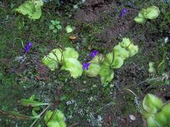 Pinguicula macrophylla