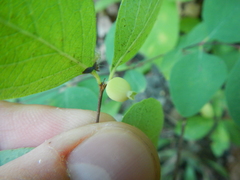 Symphoricarpos albus albus