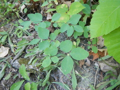 Symphoricarpos albus albus