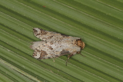 Sericochroa arecosa