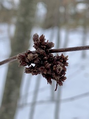Eriophyes betulae