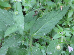 Campanula lactiflora