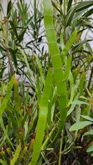 Muehlenbeckia platyclada