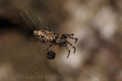 Cyclosa machadinho