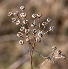Tanacetum vulgare