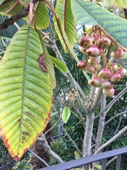 Tetracera