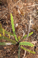 Bossiaea bossiaeoides