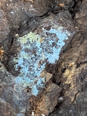 Byssocorticium atrovirens
