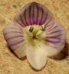 Veronica persica