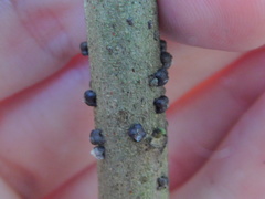 Paratachardina pseudolobata