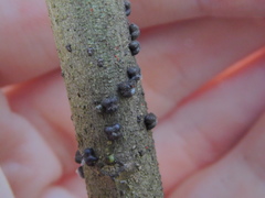 Paratachardina pseudolobata