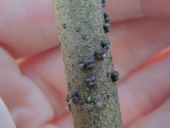 Paratachardina pseudolobata