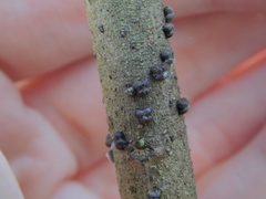 Paratachardina pseudolobata