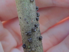 Paratachardina pseudolobata