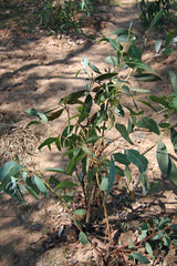 Acacia colei