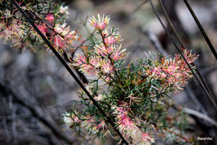 Hakea lissocarpha