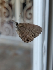 Hermeuptychia canthe