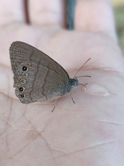 Hermeuptychia canthe