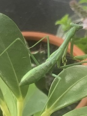 Pseudomantis