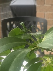 Pseudomantis
