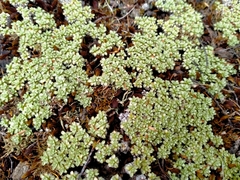 Raoulia parkii